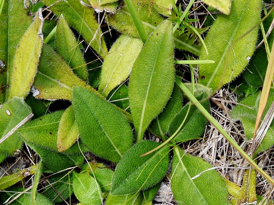 {Helianthus heterophyllus}